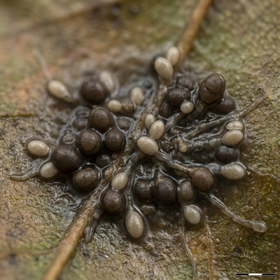 Aureobasidium pullulans