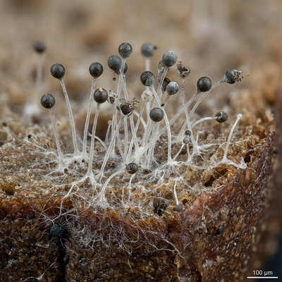 Mucor (moisissure de la tête)