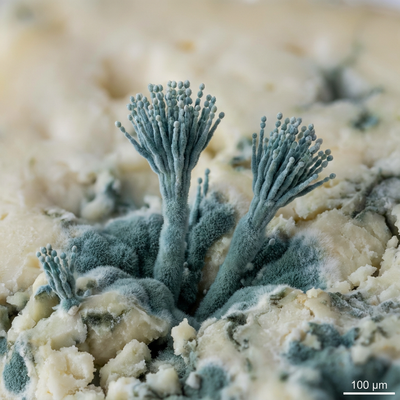 Pénicillium roqueforti