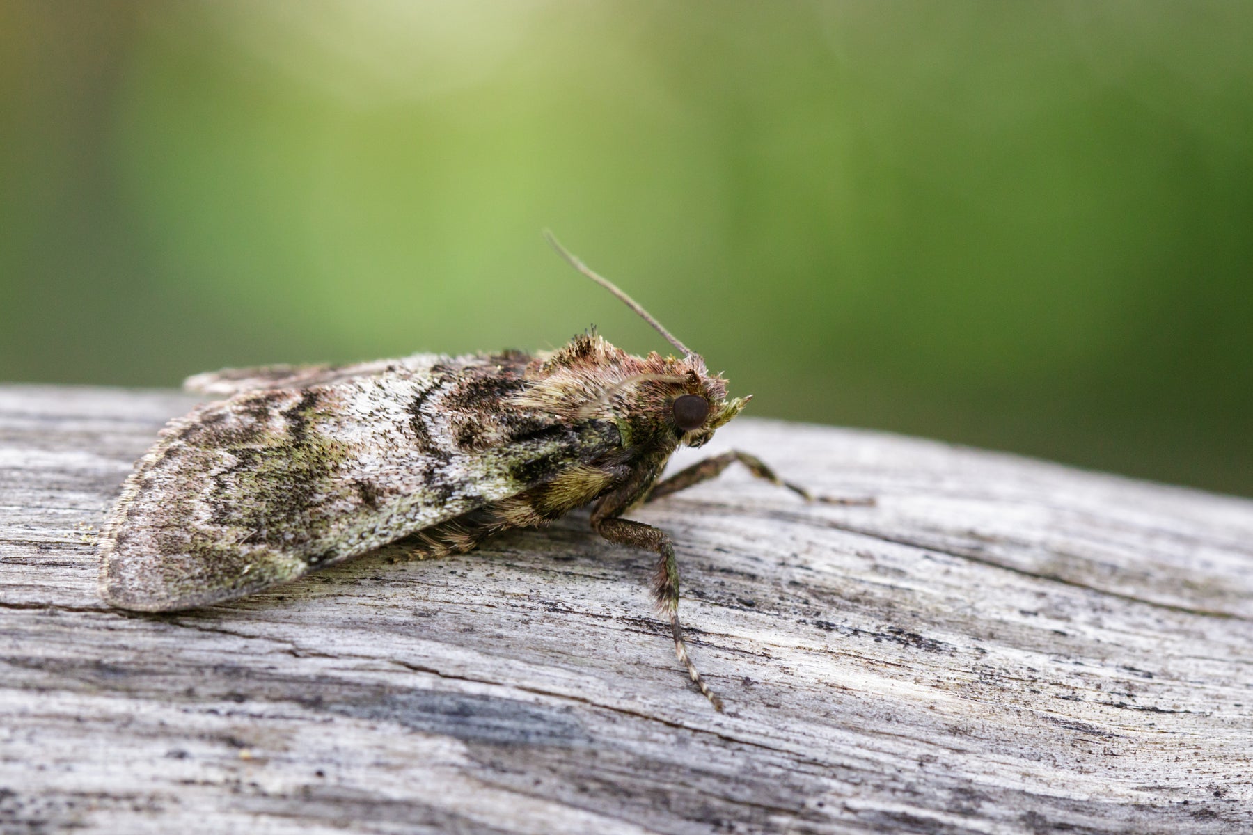 Guêpes Ichneumon contre les papillons de nuit