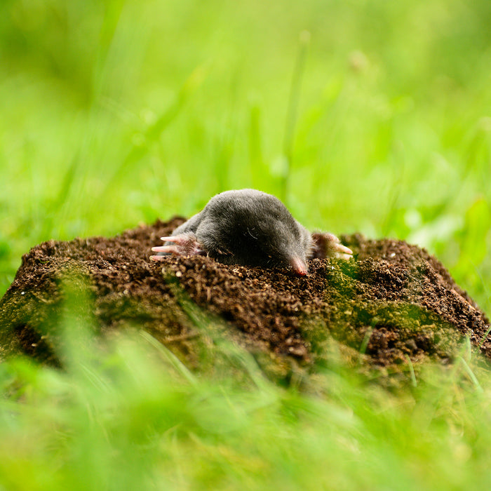 Wühlmaus im Garten erkennen und entfernen