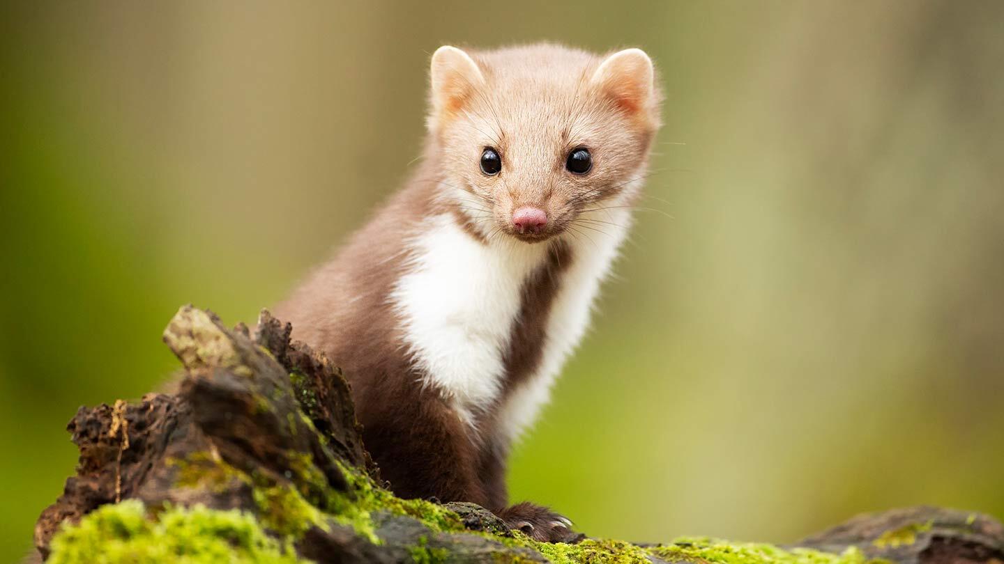 reconnaître les bruits de martre