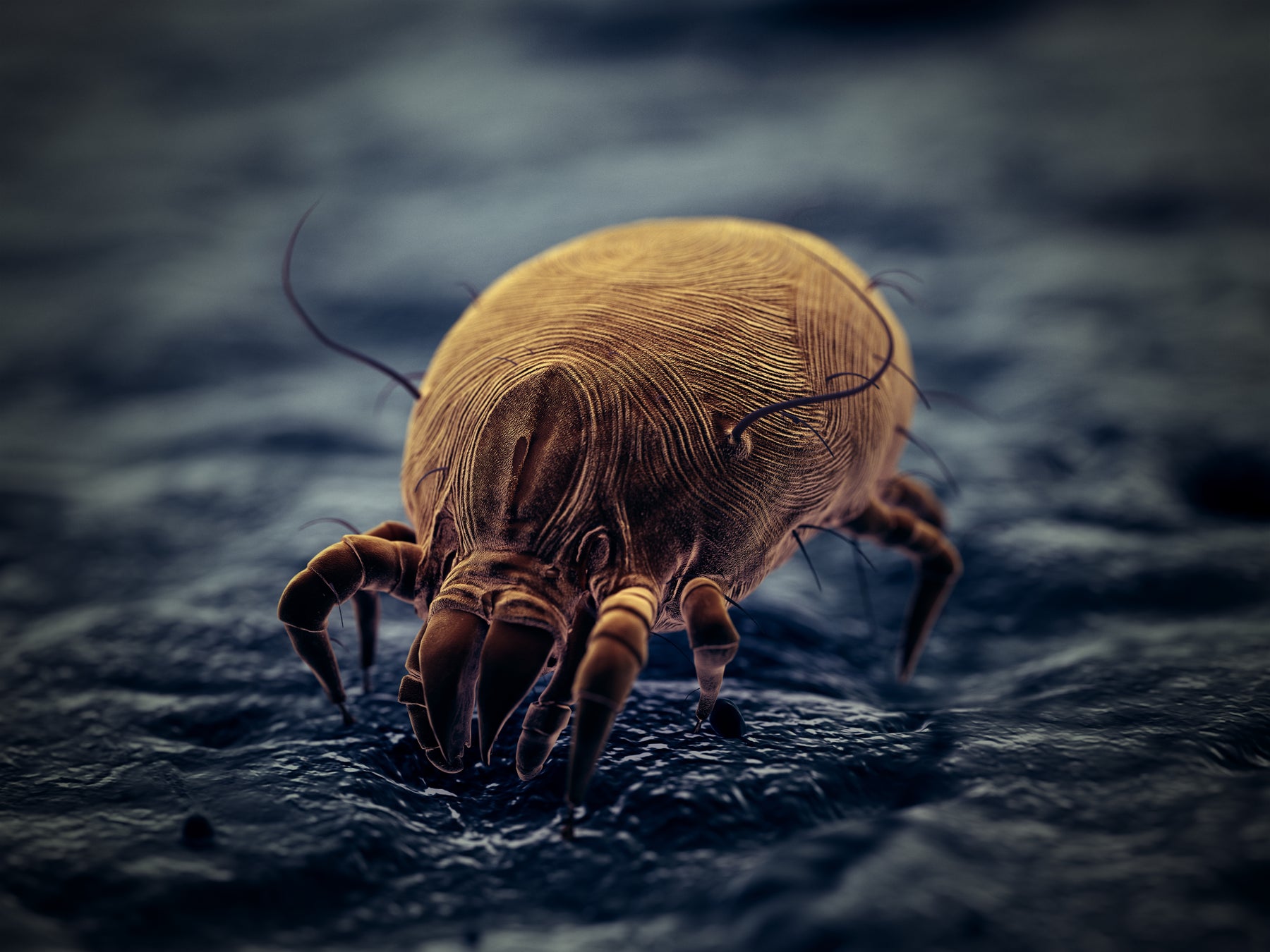 Acariens dans la maison - conseils contre les piqûres d'acariens et les acariens