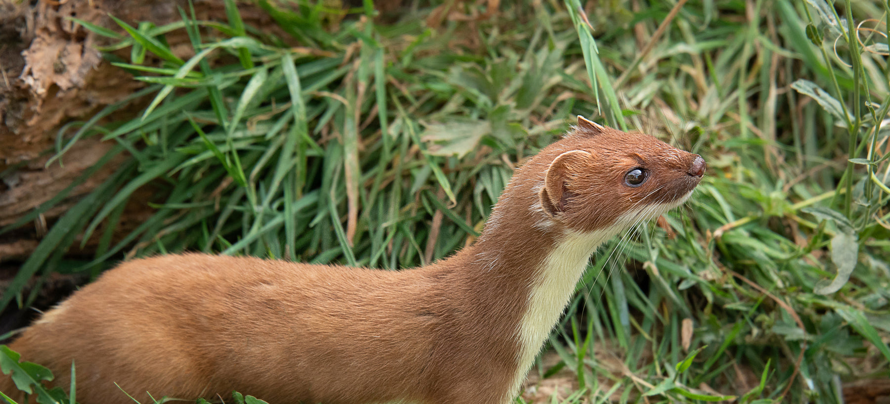 reconnaître les crottes de martre