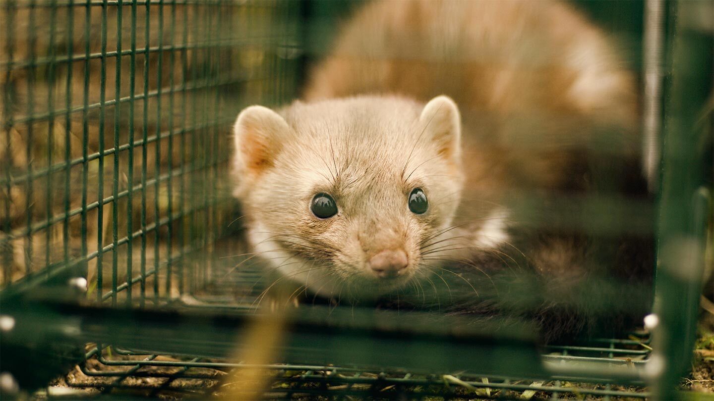 Marderfalle und mögliche Alternativen