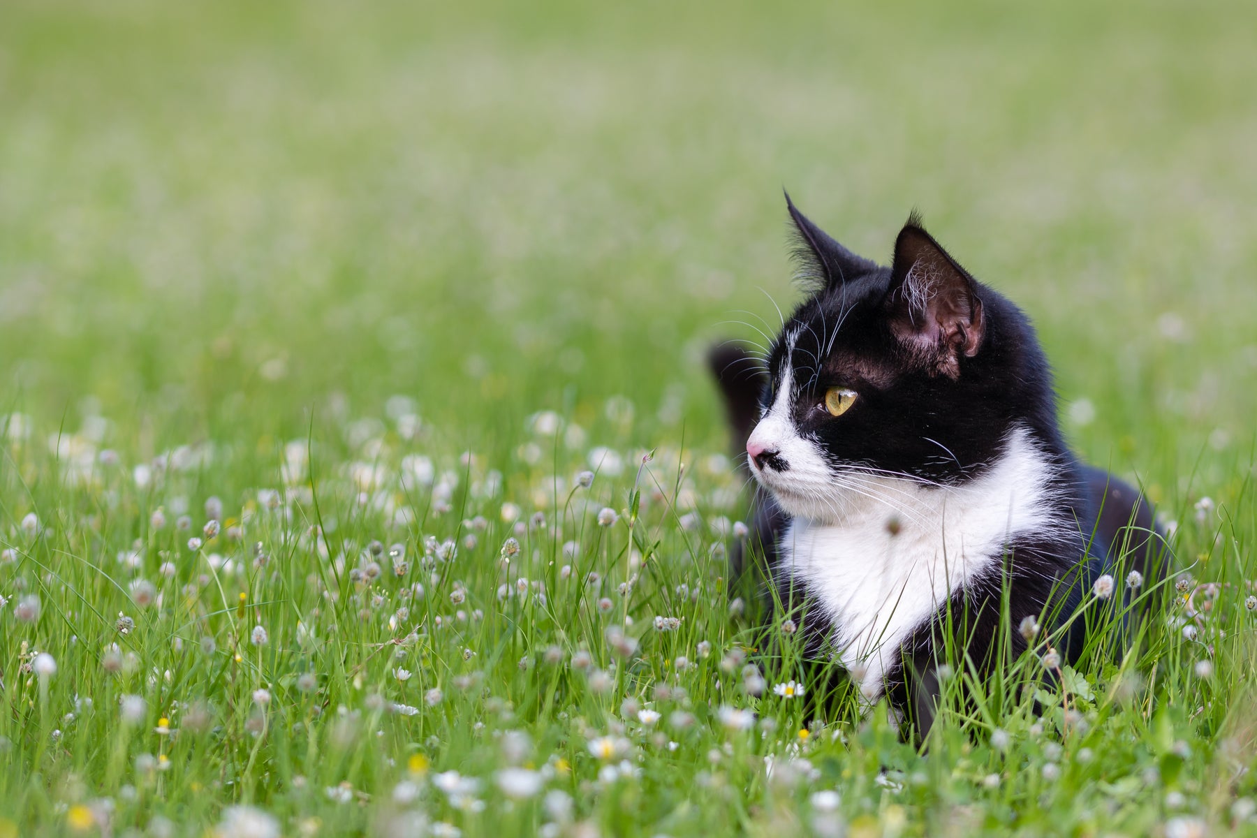Reconnaître rapidement les acariens chez les chats et les traiter correctement