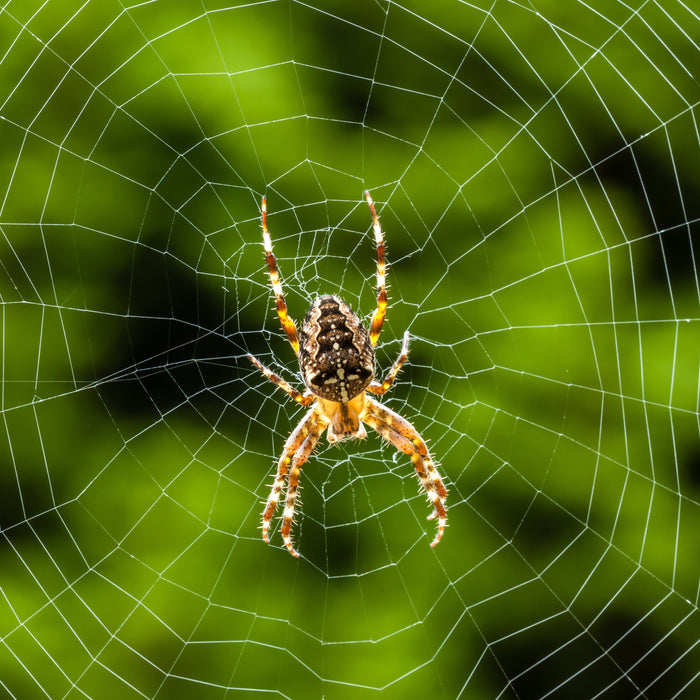 Einfache Hausmittel gegen Spinnen