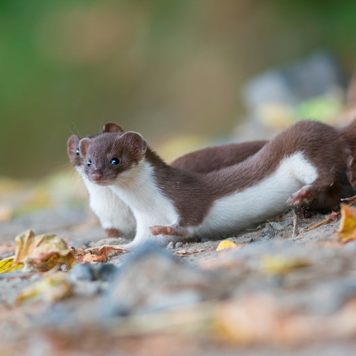 Marderabwehr um das Auto zu schützen ist wichtig. Hier sieht man einen Marder entspannt auf einem Ast liegen