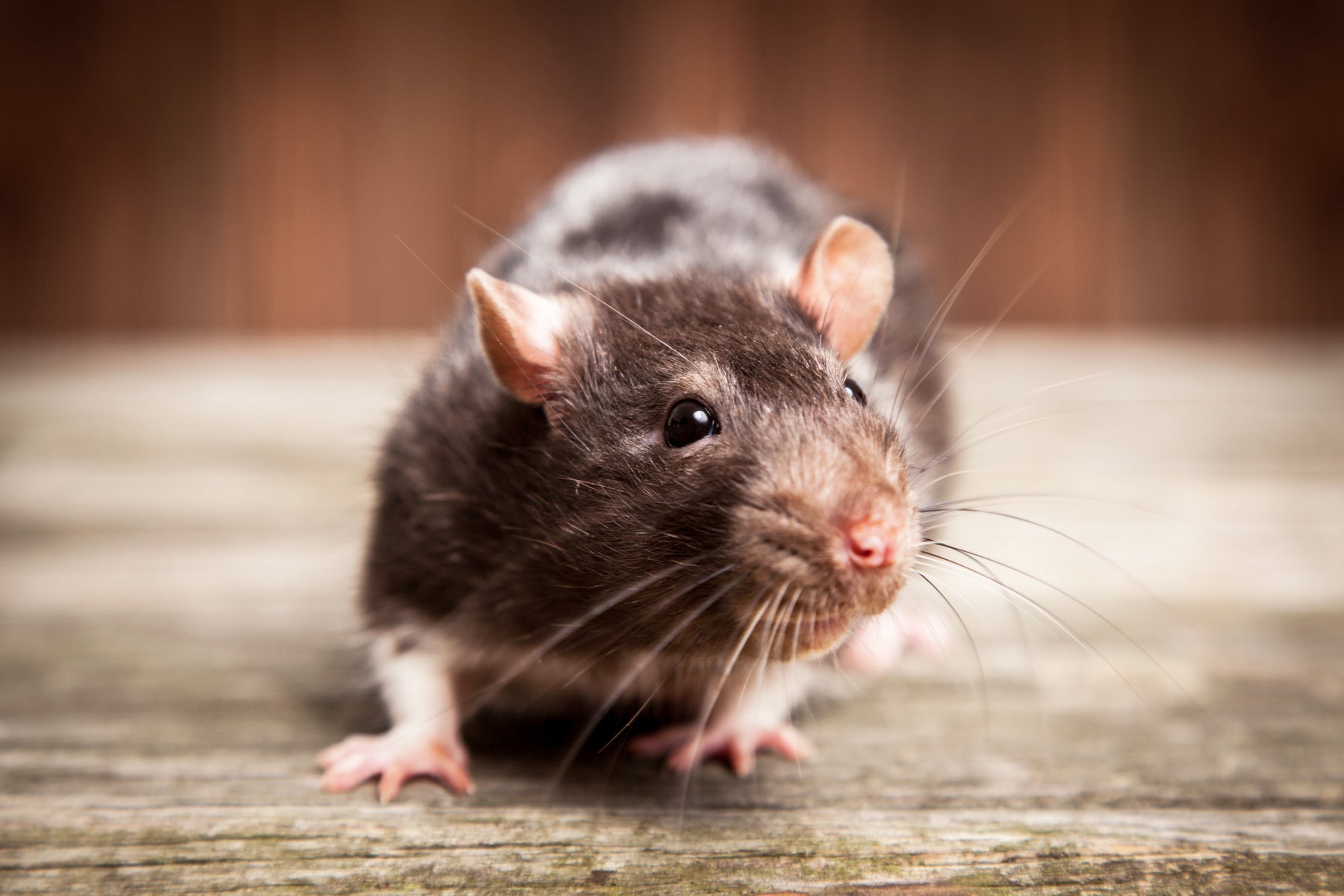 des rats à la maison ? Voici un moyen simple de les combattre