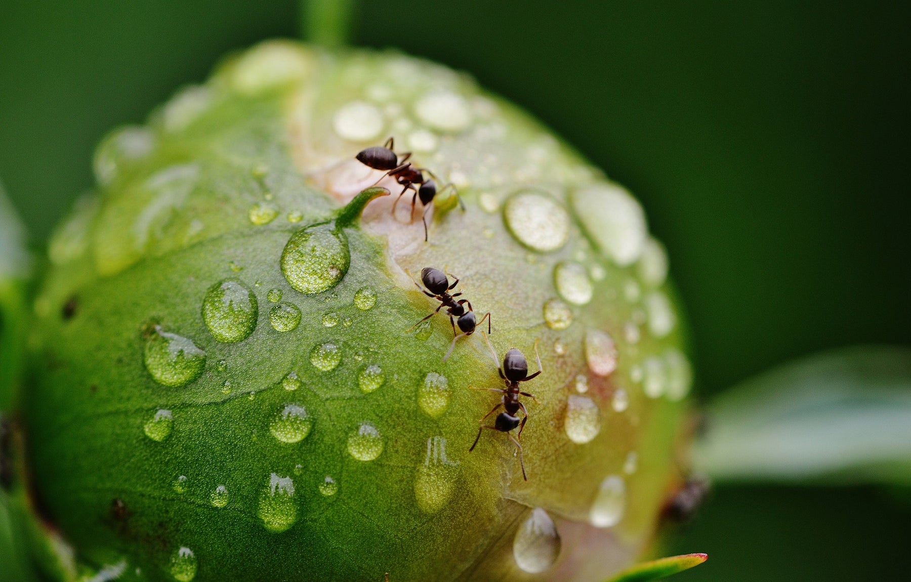 Repousser avec succès les fourmis dans la maison et le jardin