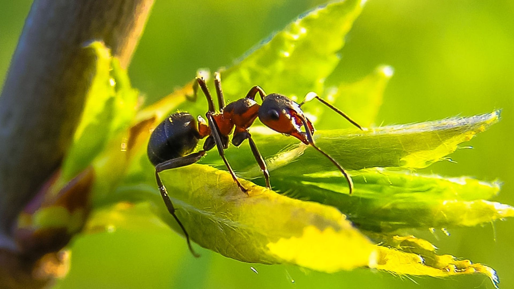 Fourmis dans la pelouse - 10 conseils contre les insectes affairés