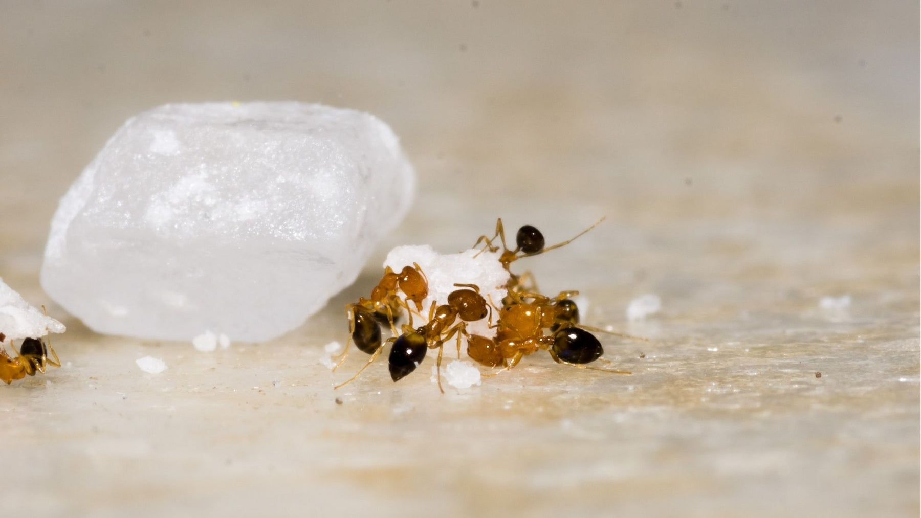 Fourmis dans la cuisine - éloignez les fourmis et éloignez-les à long terme