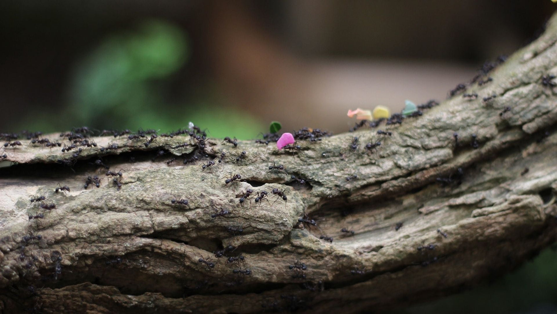 Combattez les fourmis naturellement avec des remèdes maison