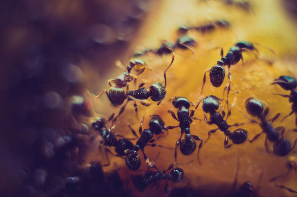 Colonie de fourmis