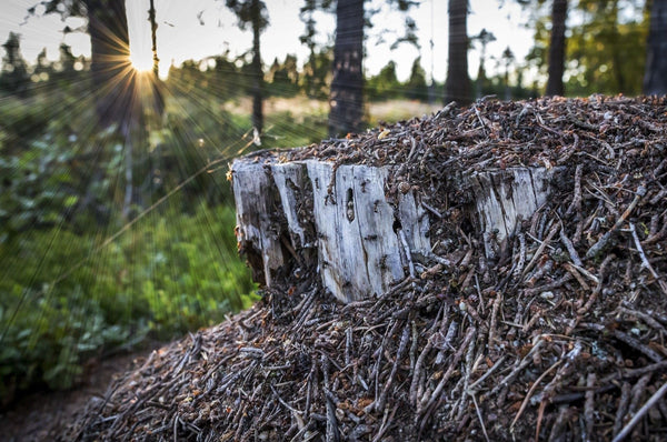 Les fourmis nichent dans la forêt