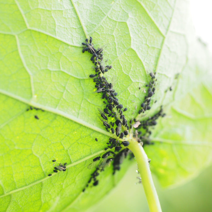 Pucerons sur la face inférieure d'une feuille