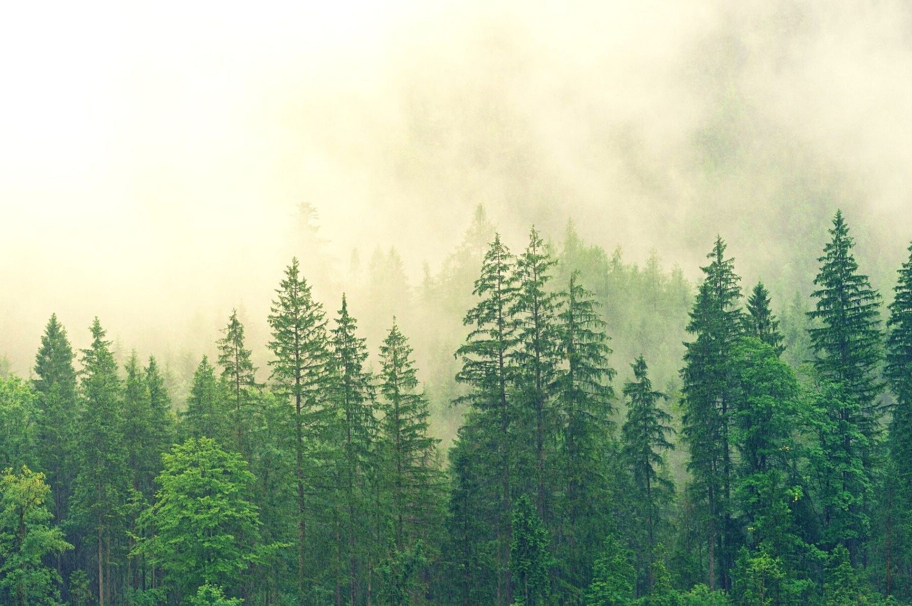 Scarabée - petit ravageur forestier avec un grand potentiel de danger