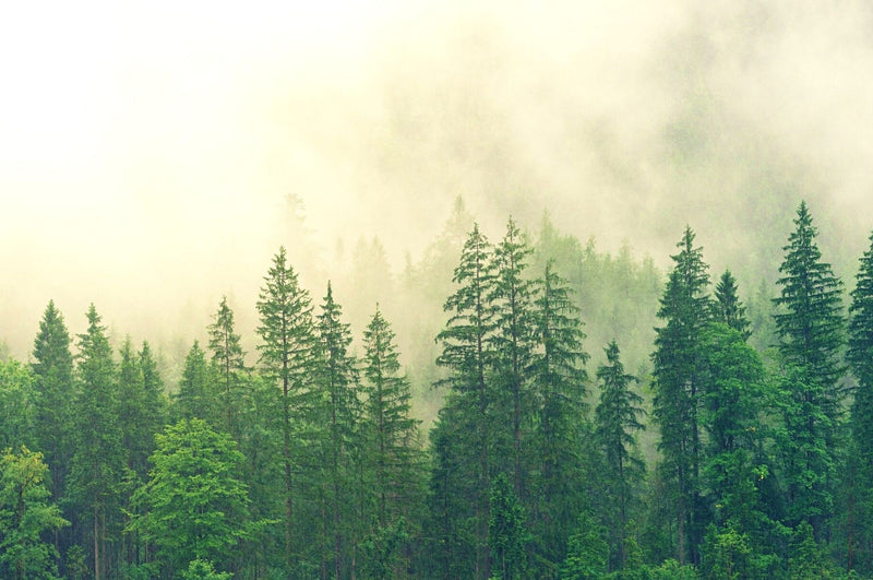 Scarabée - petit ravageur forestier avec un grand potentiel de danger