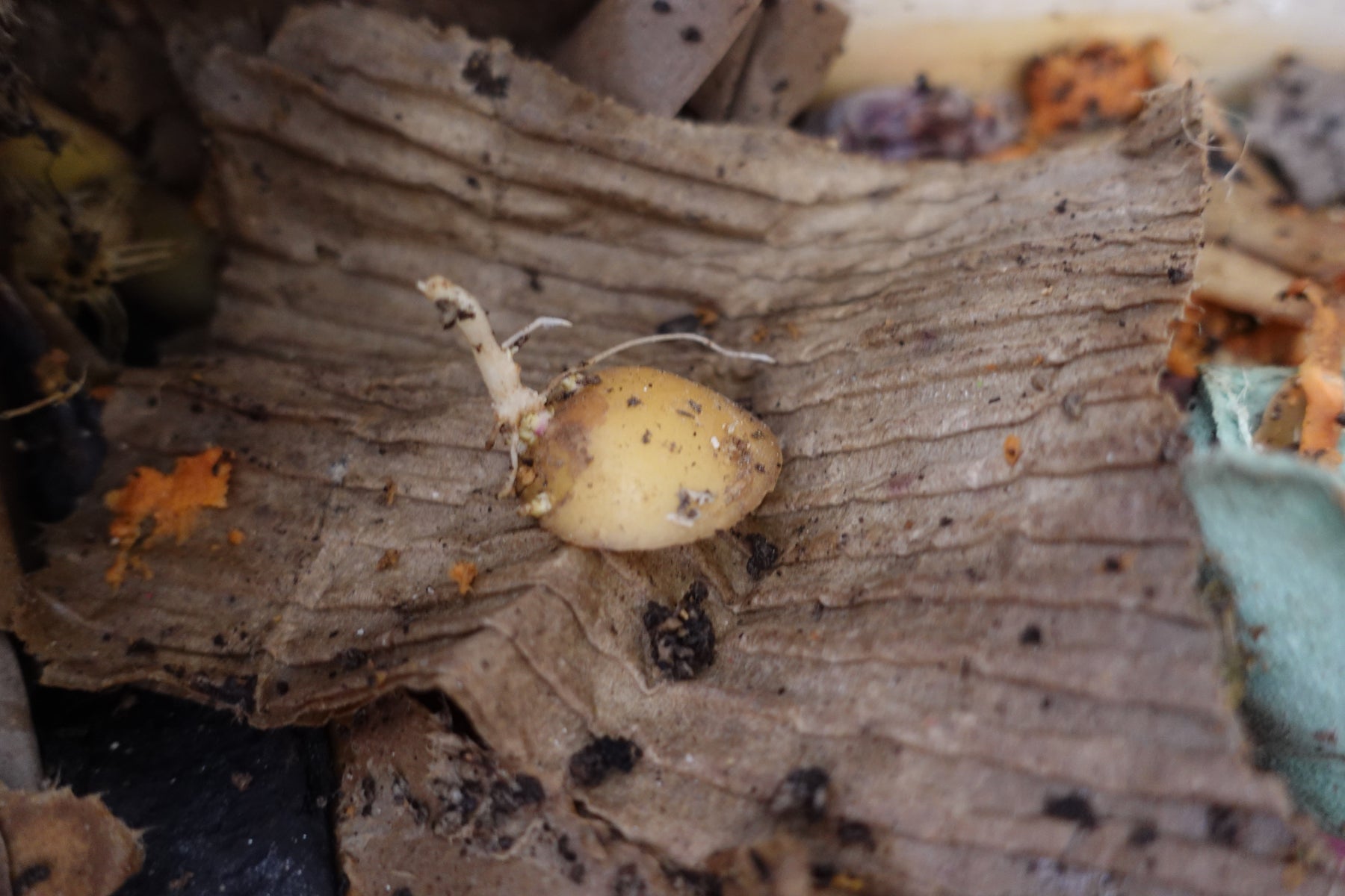 Wurmkiste Kartoffelschalen und Kartoffeln