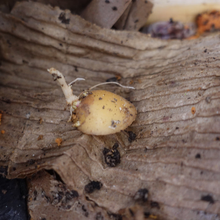 Wurmkiste Kartoffelschalen und Kartoffeln