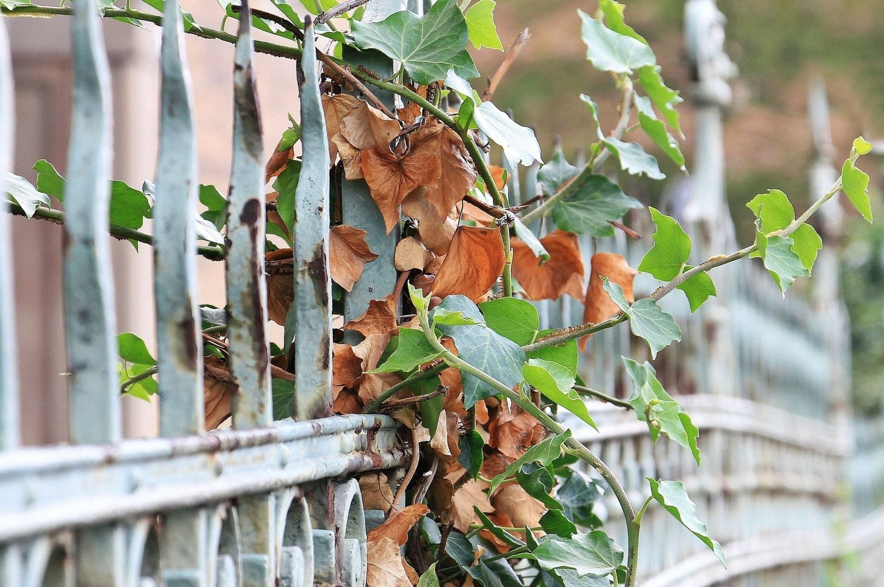 Charançon de la vigne - c'est ce qu'ils causent!