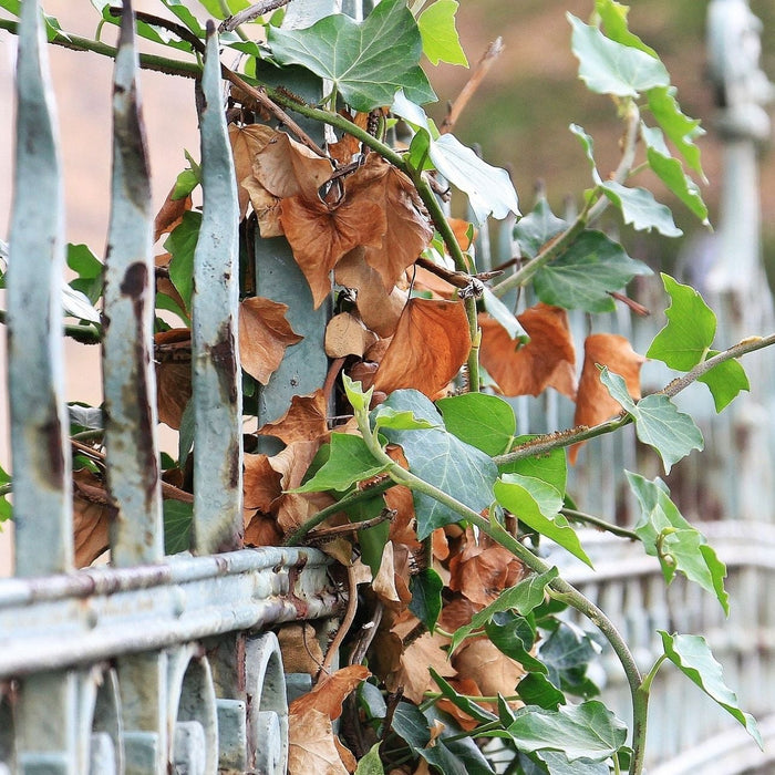 Dickmaulrüssler - dieses Schadbild verursachen sie!