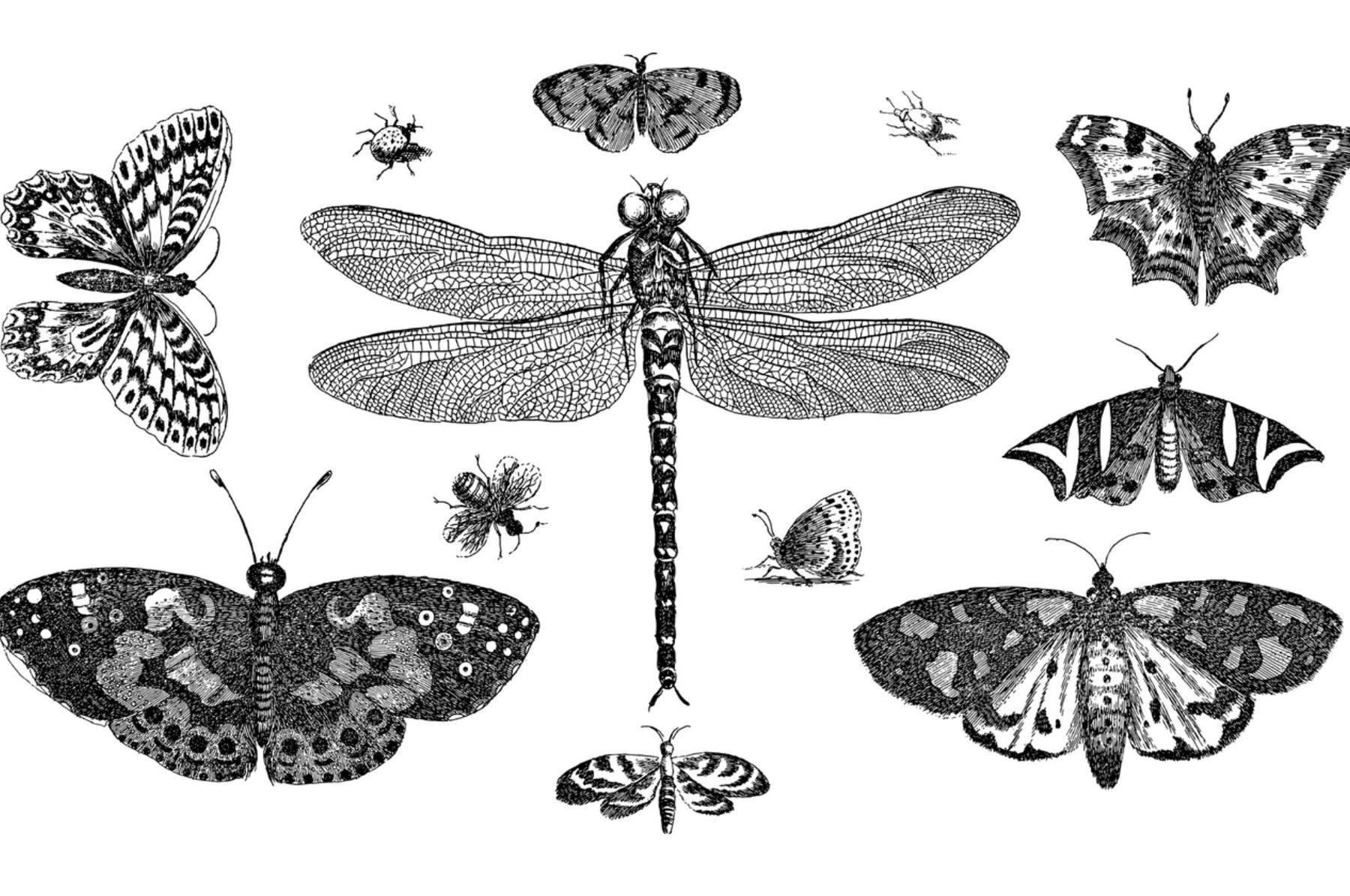 Teignes des fruits séchées - dangereuses pour l'homme ou simplement un ravageur tenace des entrepôts ?