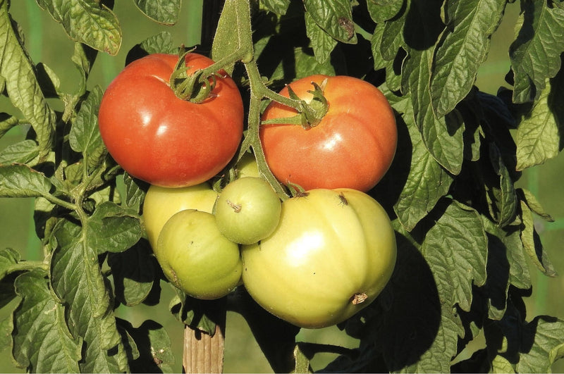 Combattez les altises - cela fonctionne aussi naturellement