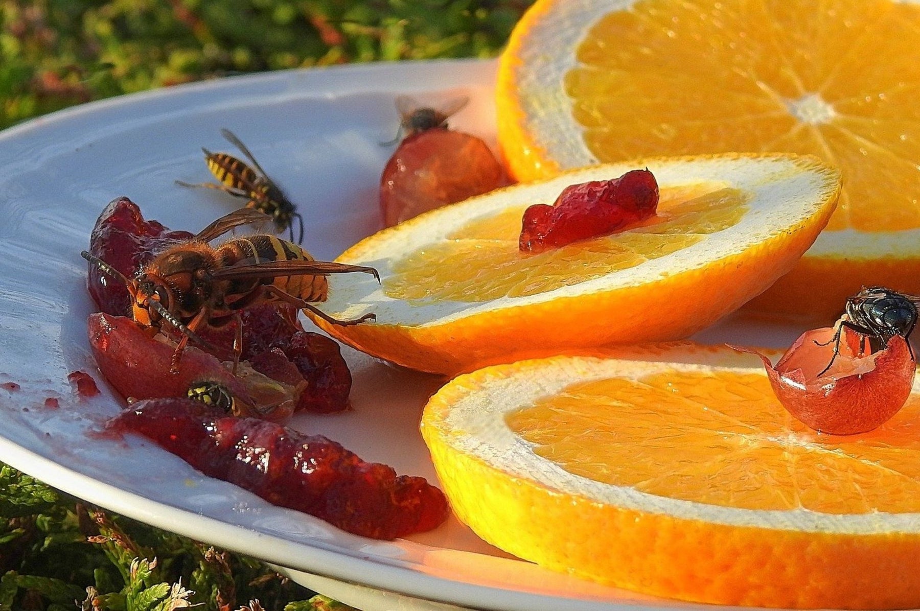 Wespen auf einem Teller fressen Obst und Marmelade