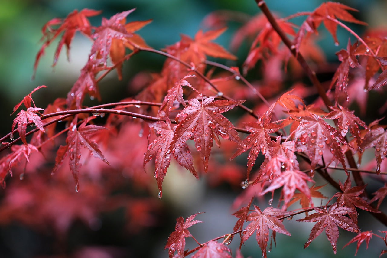Érable du Japon : Tout sur le bon emplacement, la coupe et les variétés d'Acer palmatum