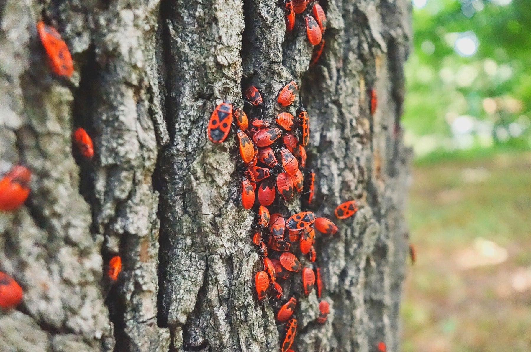 Combattre les bugs d'incendie - utiles ou complètement inutiles ?