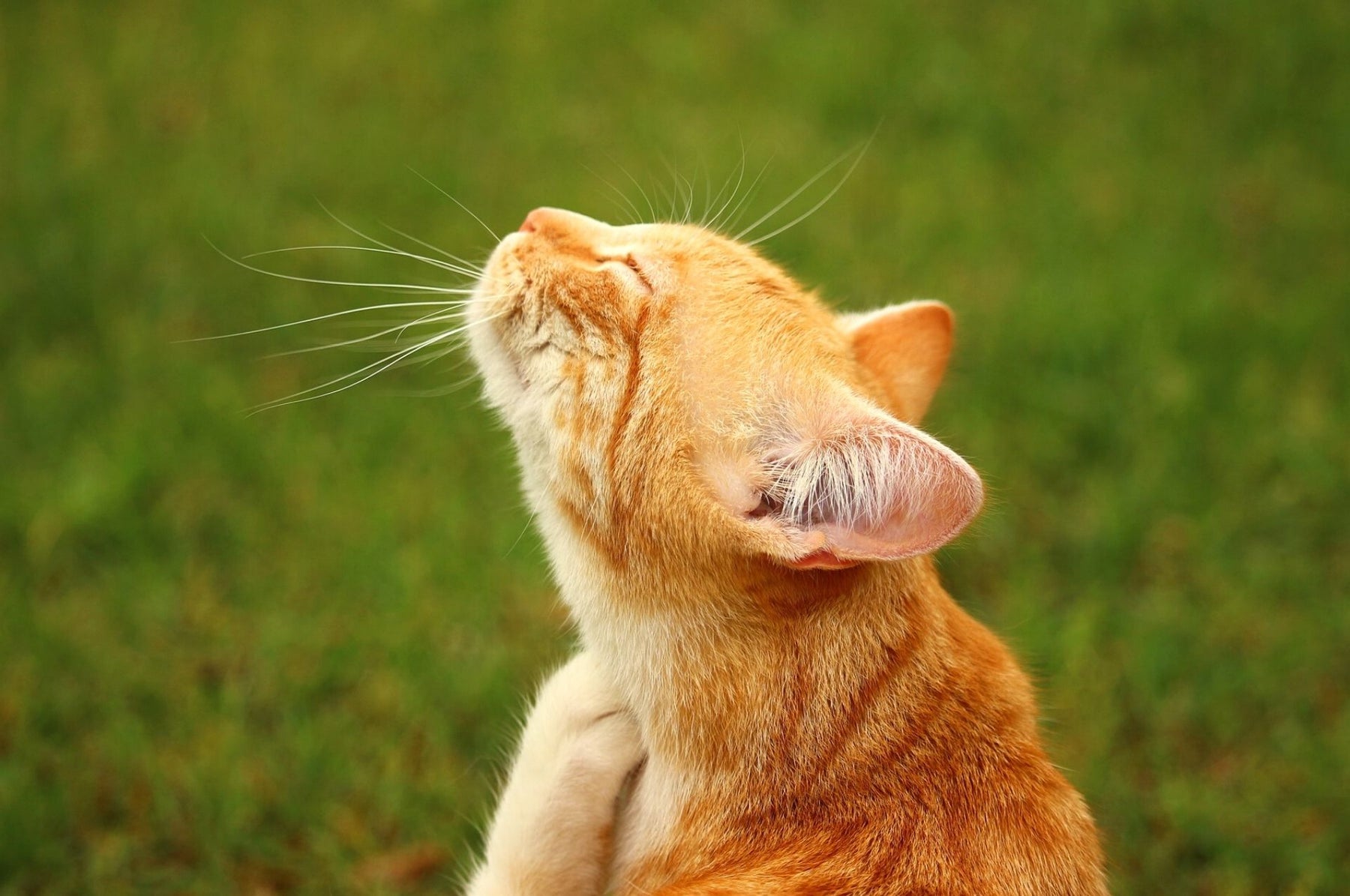 Puces sur les chats - comment les reconnaître et les combattre efficacement !