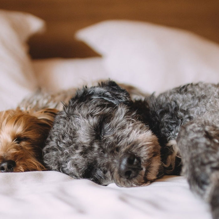 Zwei Hunde liegen auf einem Bett und schlafen