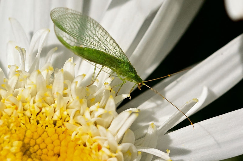 Chrysopes - des aides utiles contre les ravageurs des plantes!