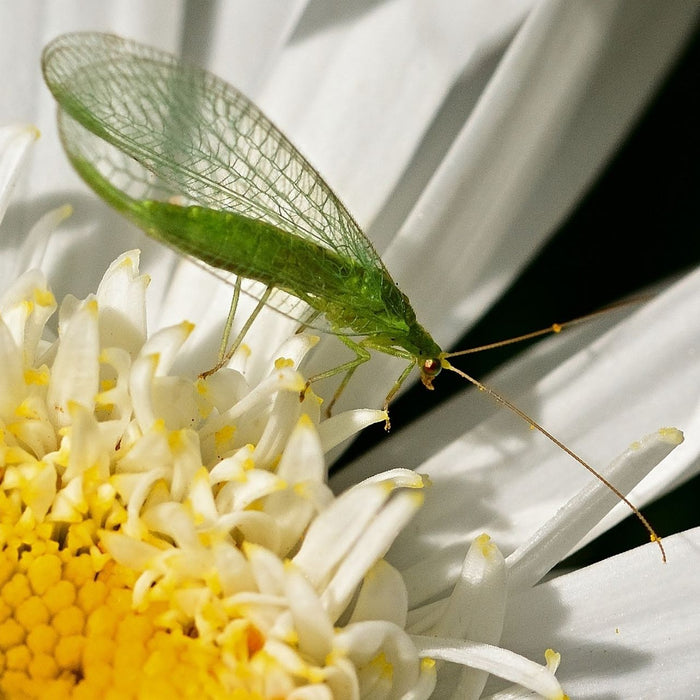 Florfliegen - nützliche Helfer gegen Pflanzenschädlinge!