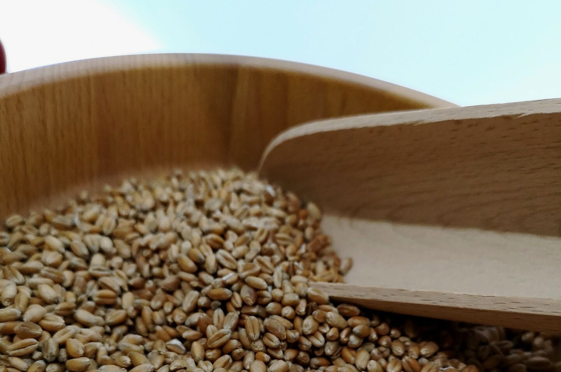 Grain en danger - les guêpes plates peuvent sauver la récolte !