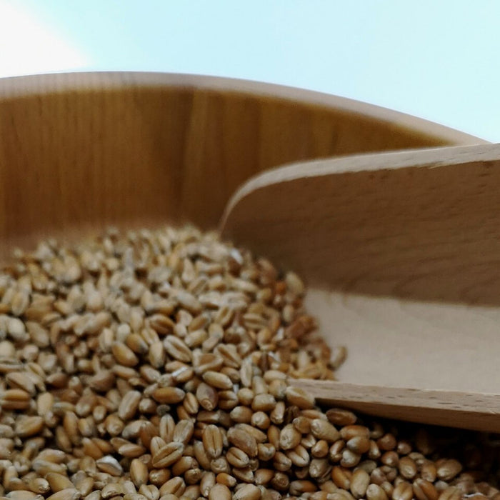 Getreidekörner in einem Holztrog