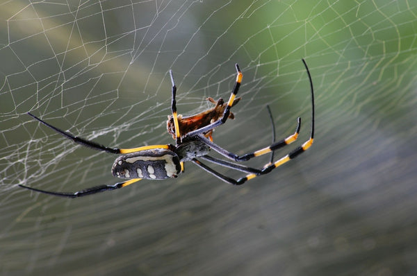 Araignée dans une toile