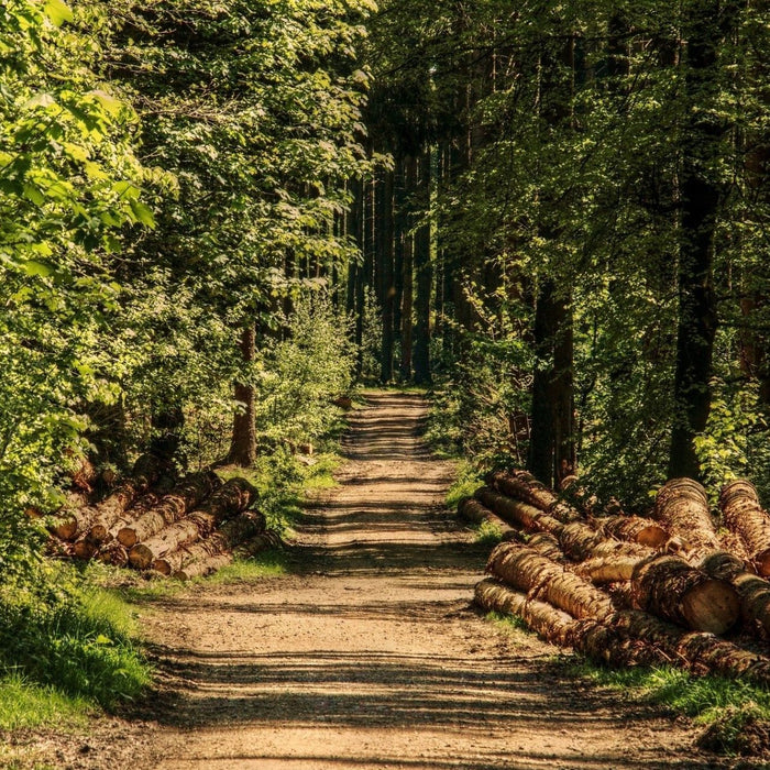 Waldansicht im Sommer