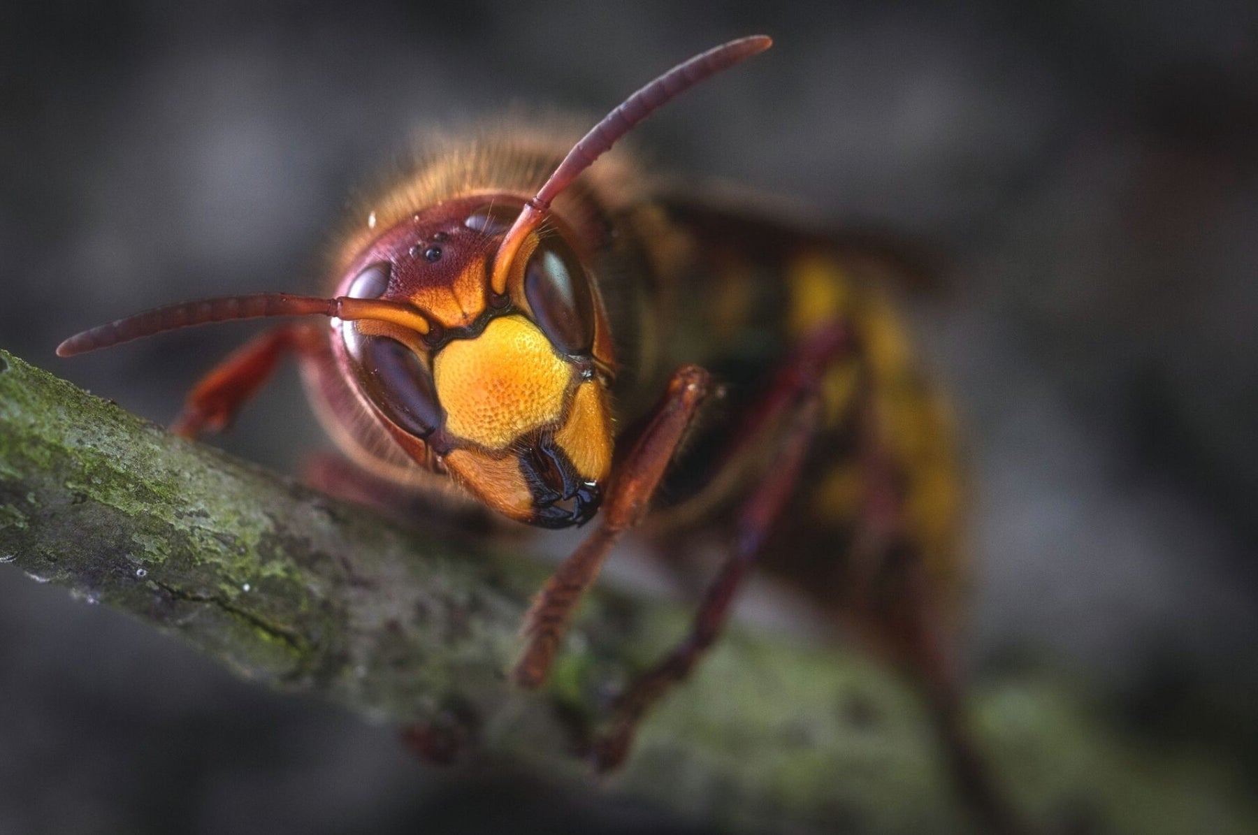 Frelons - dangereux ou pacifiques ? C'est ainsi que fonctionne la coexistence pacifique !