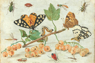 Dessin de divers insectes
