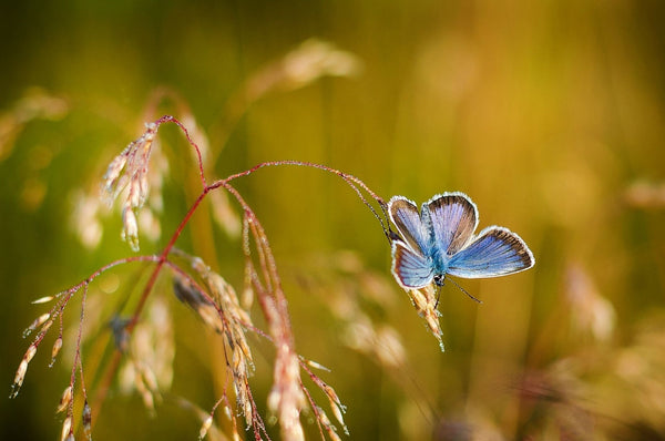 insectes
