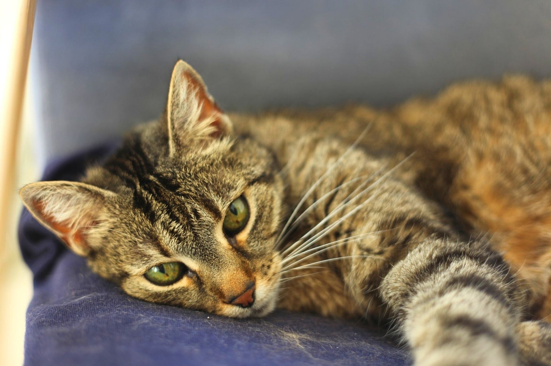 Démangeaisons chez le chat - quelles en sont les causes ?