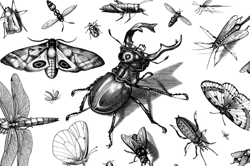 Insectes dans la maison - reconnaître, identifier et combattre