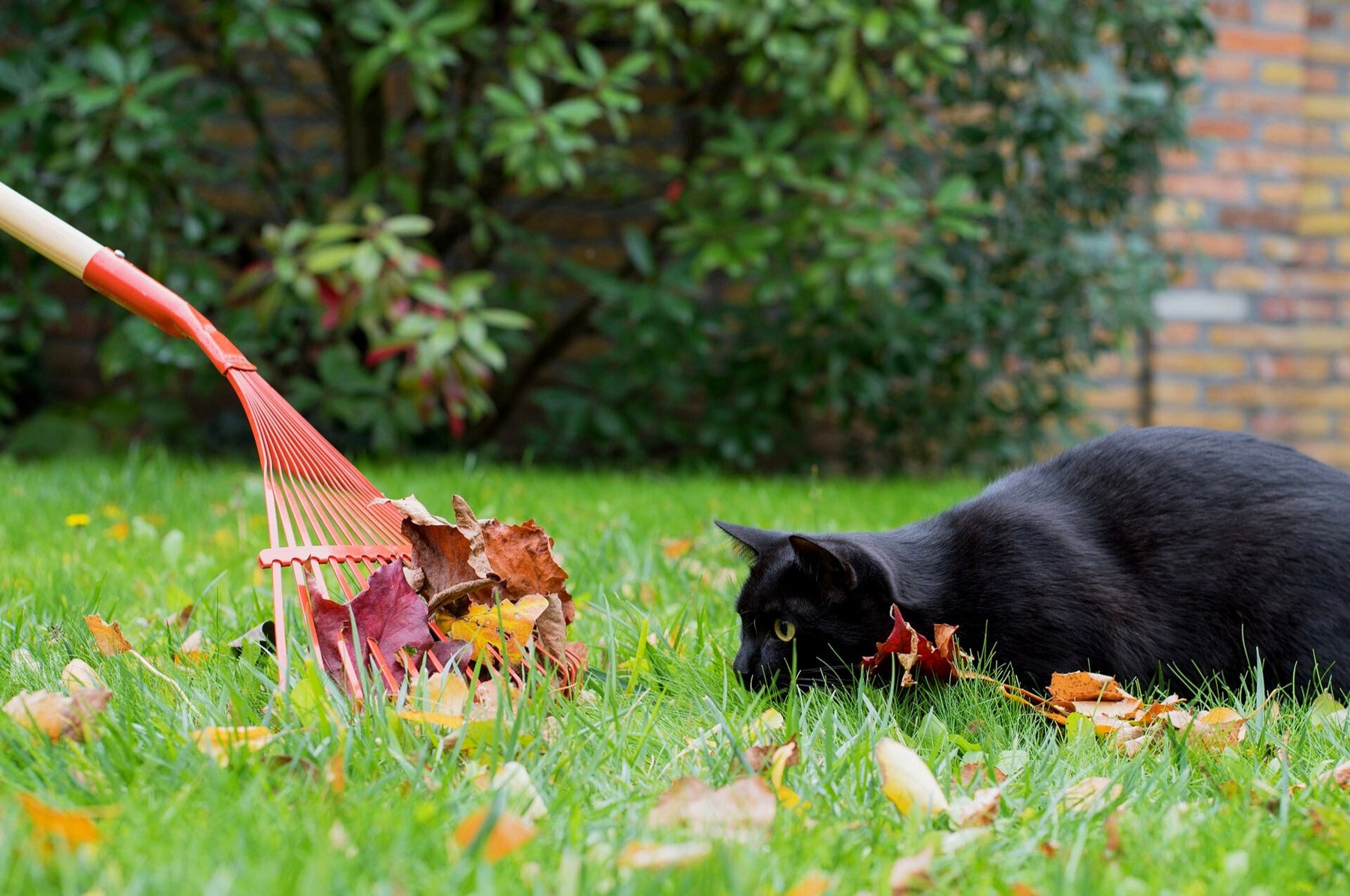 Rendez le jardin à l'épreuve des chats - la défense des chats dans le jardin devient facile !