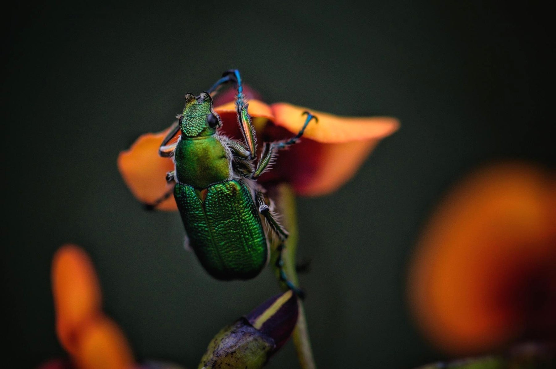Chalcidés de stockage - contrôle des coléoptères sans produits chimiques !