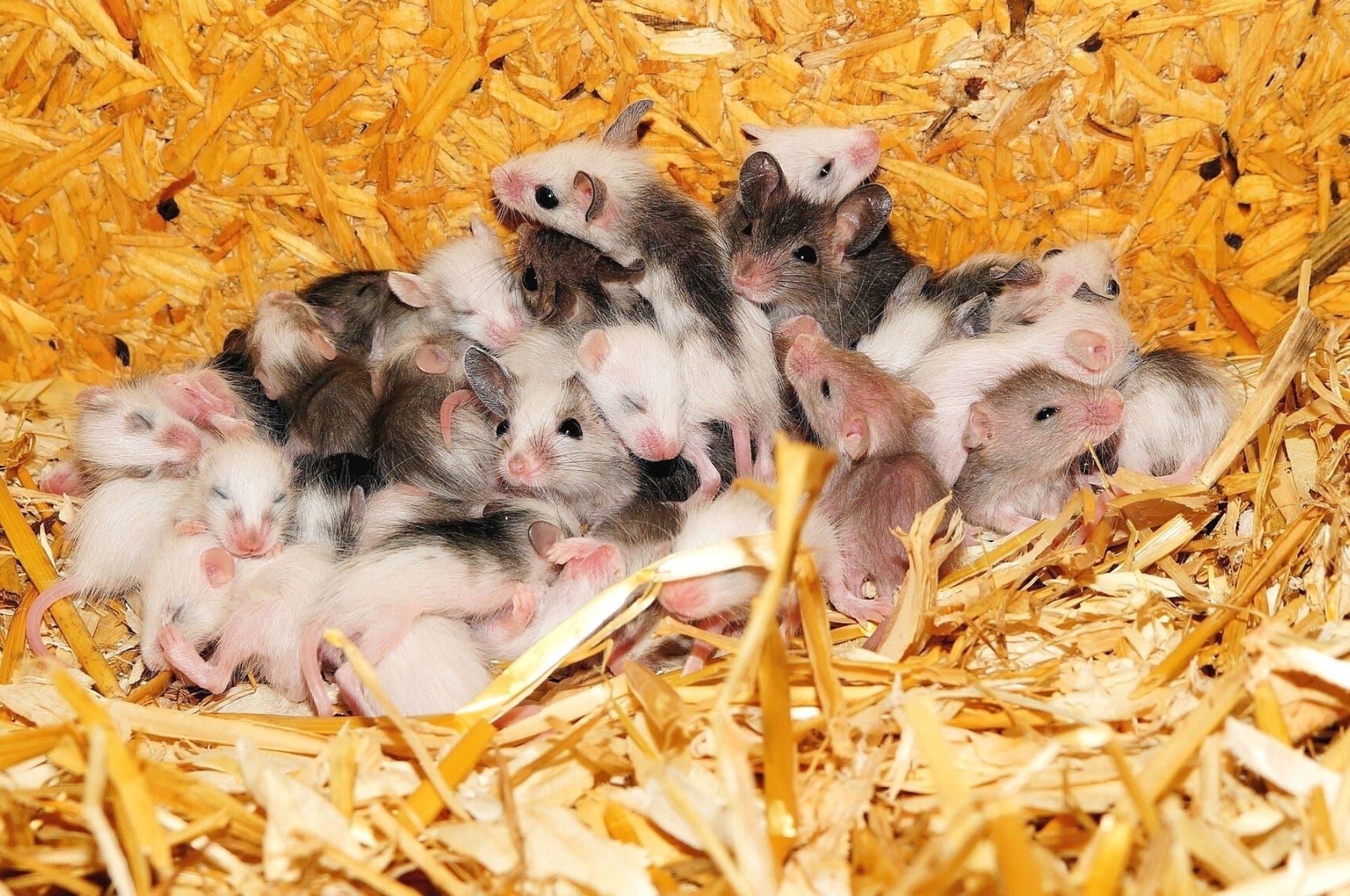 Souris en Allemagne - ces rongeurs sont originaires de nous