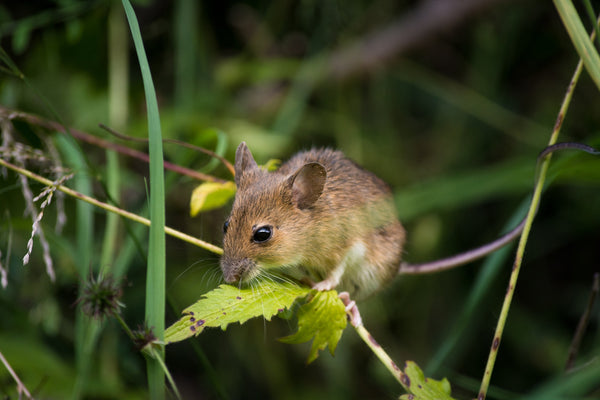 Souris sur une petite branche dans le jardin