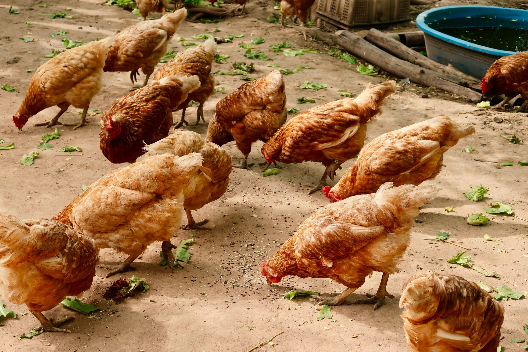 Reconnaître les acariens chez les poulets et les combattre rapidement