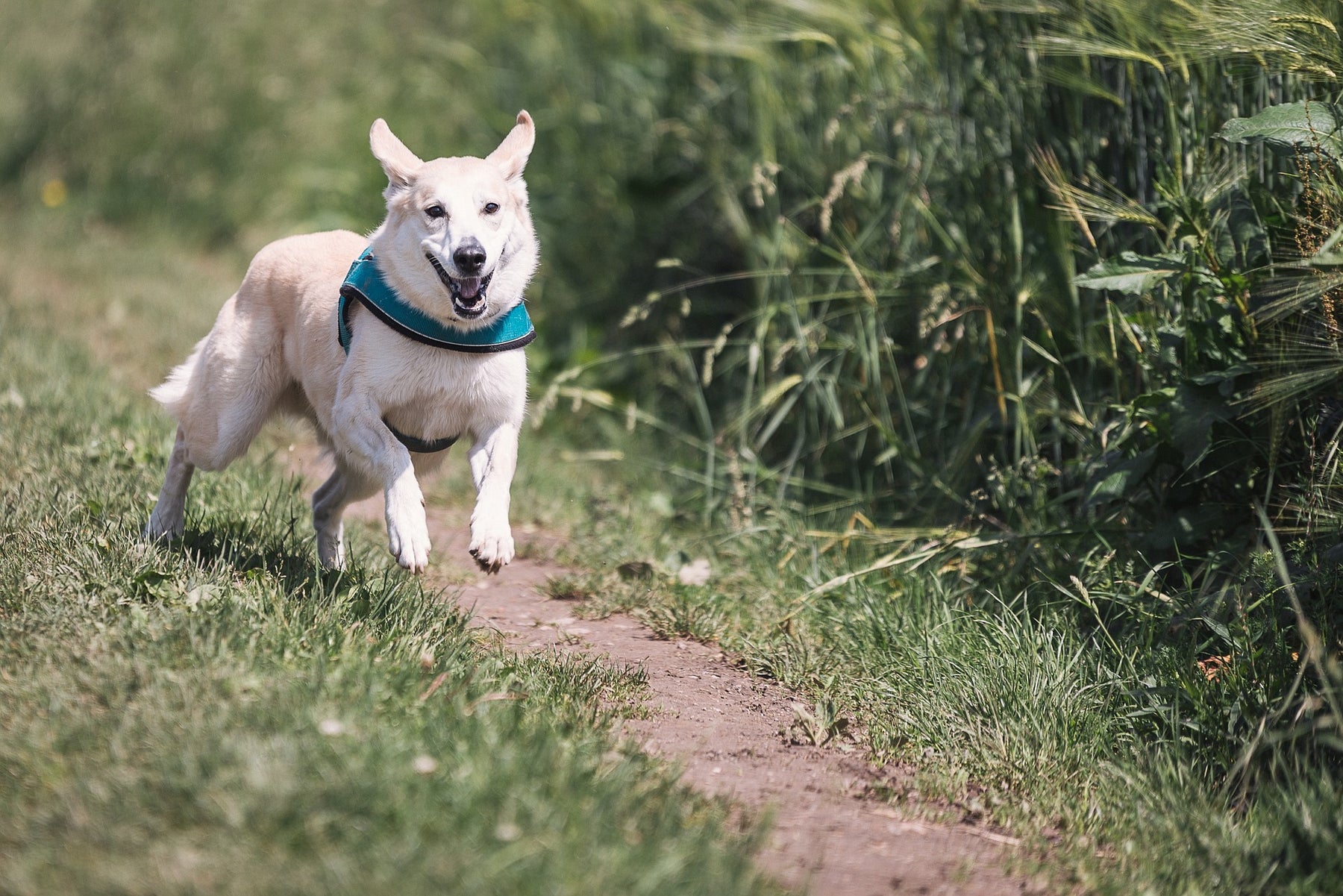 Les acariens chez les chiens - vous devez savoir que